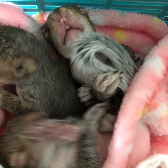 Meet your Posher, Michelle 🦇🐢🦨🦝🐿🦡🦔🐀 - Picture 13 of 16